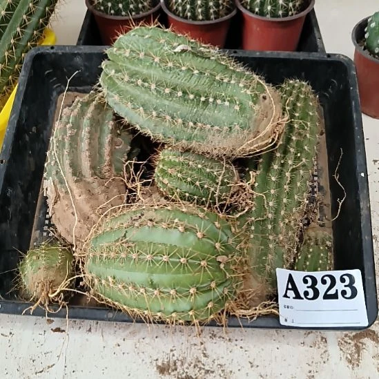 当前无花栽培后可以开花323