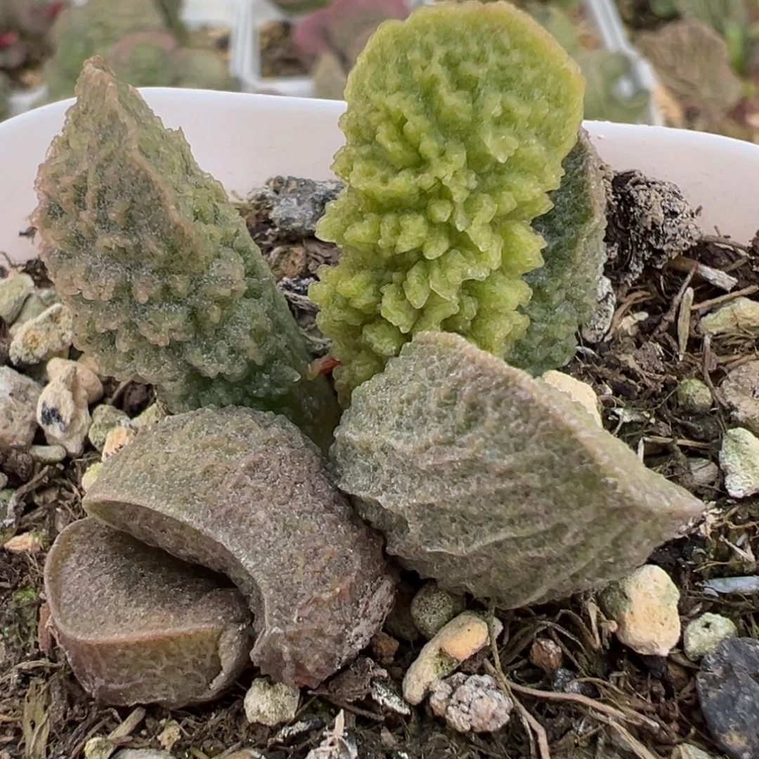 实生新品多肉植物水泡多肉植物