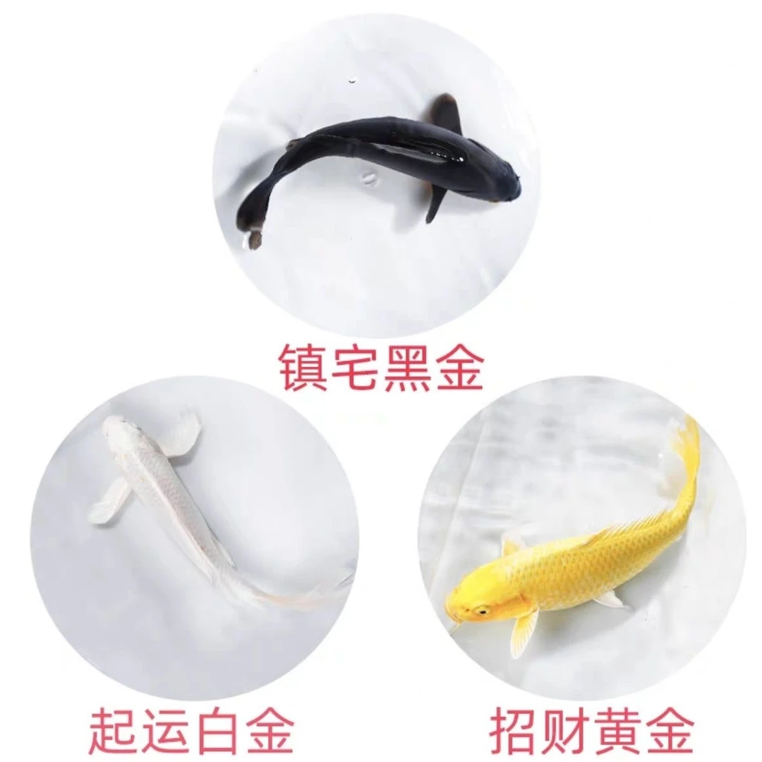 201-300号普身蝴蝶鲤各色锦鲤