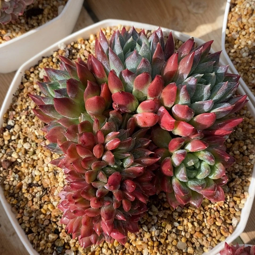 自助下单一物一拍多肉，下滑有惊喜