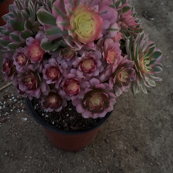 多肉植物粉体海王锦…………