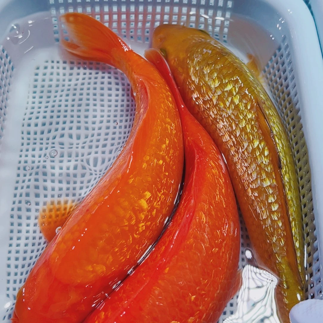 锦鲤21-23 1红茶2闪火锦鲤观赏鱼冷水