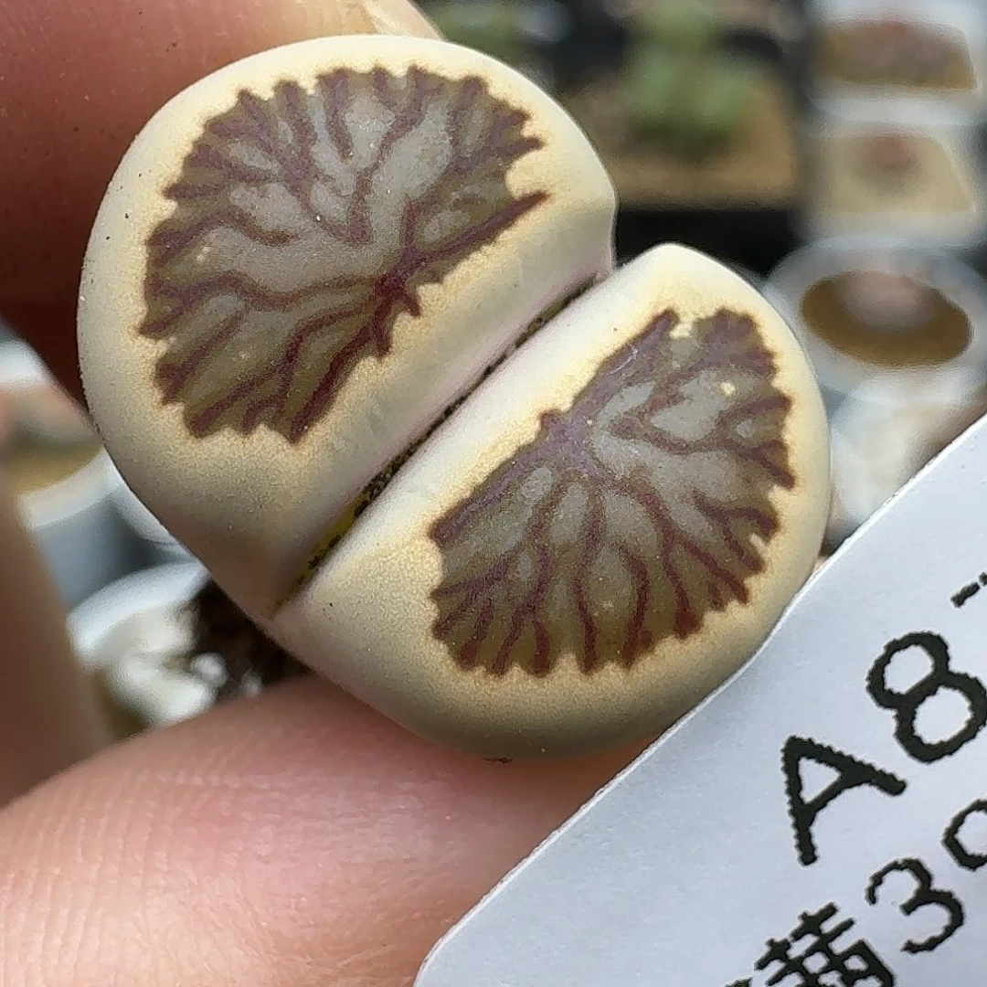 878多肉哈哈哈哈哈哈哈