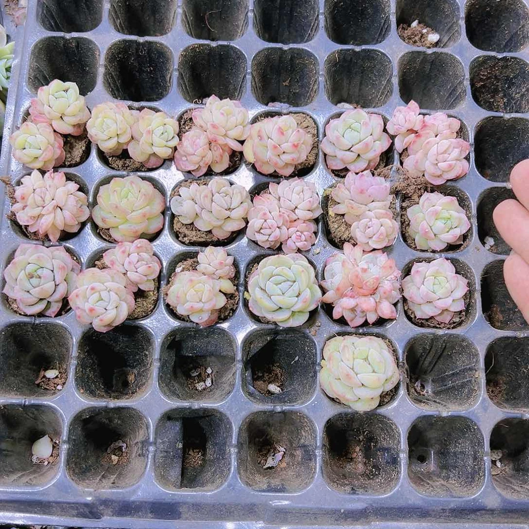 特梦2苗5个19包邮