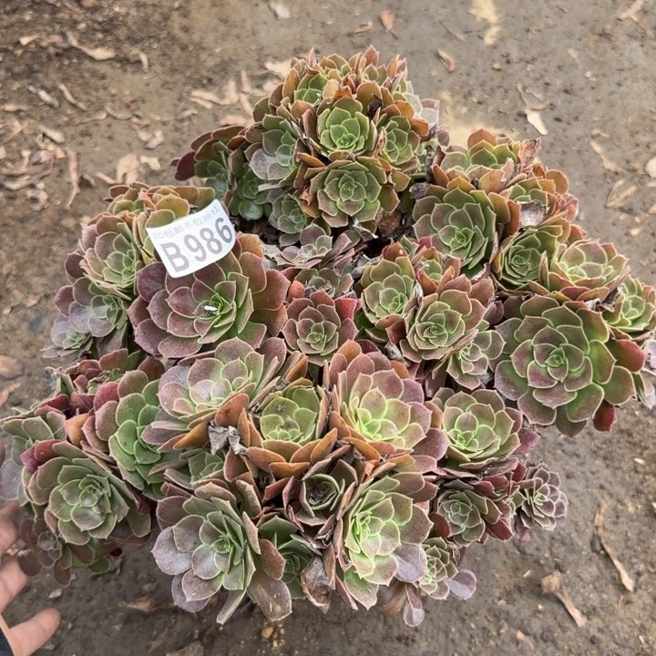 荷兰玫瑰……多肉植物……