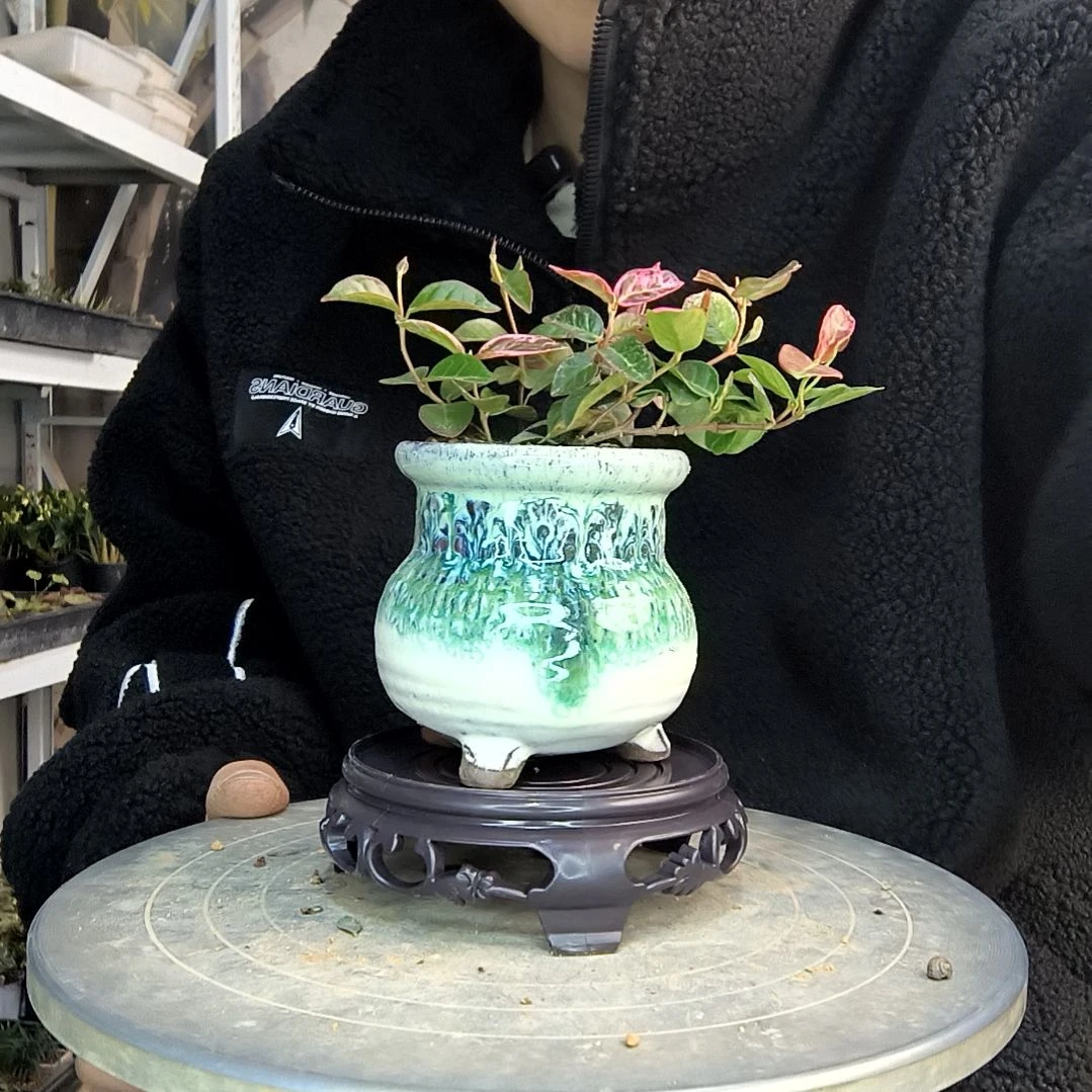 艾***铺小盆景小植物一物一拍45