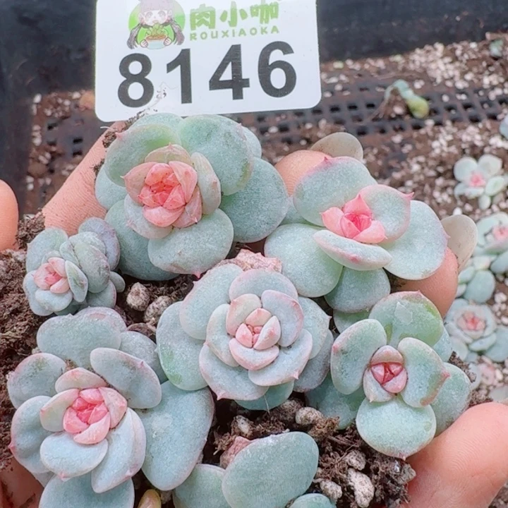 多肉植物多肉植物