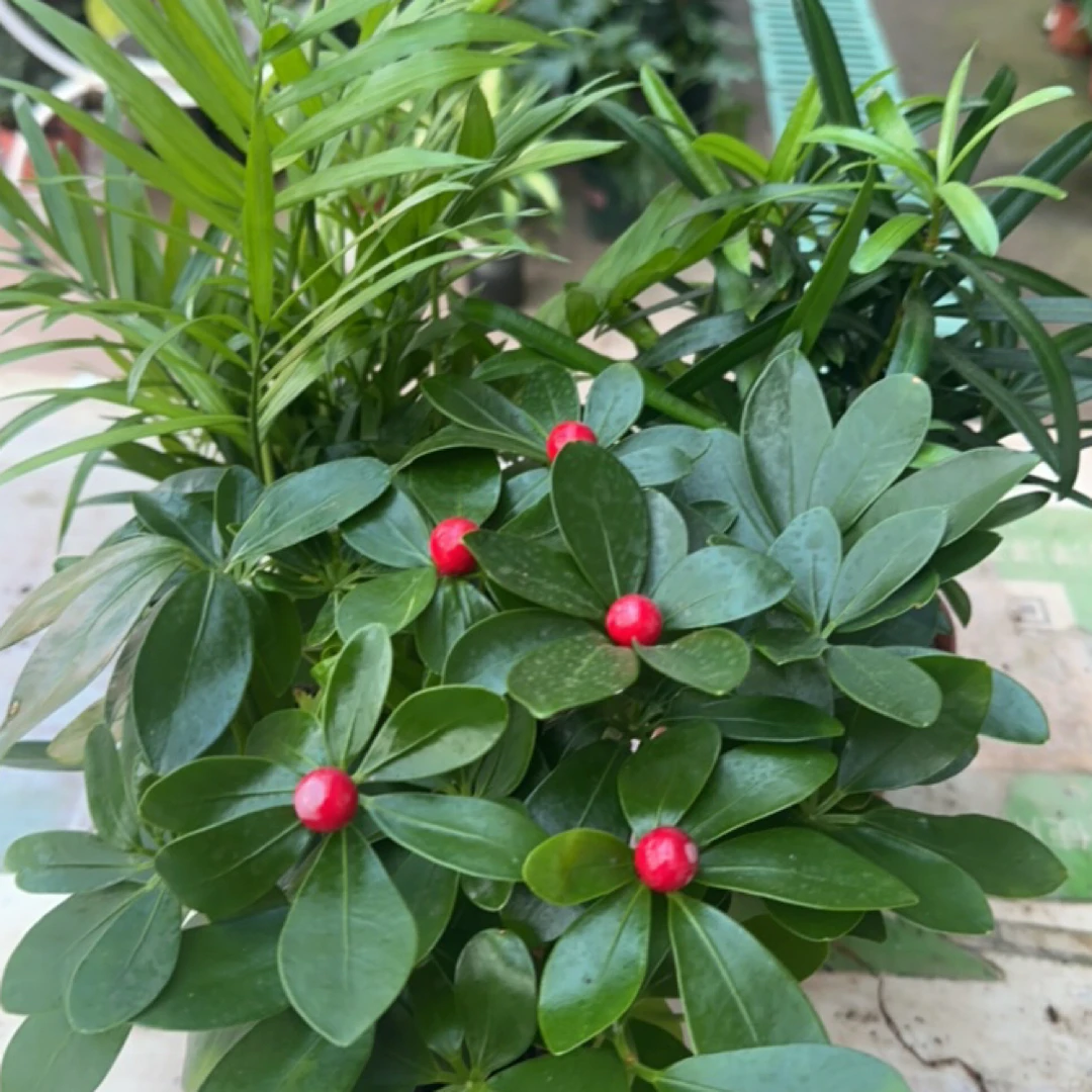 ［新疆包邮］鸭掌木秀珍叶子罗汉松3种组合盆栽室内净化空气