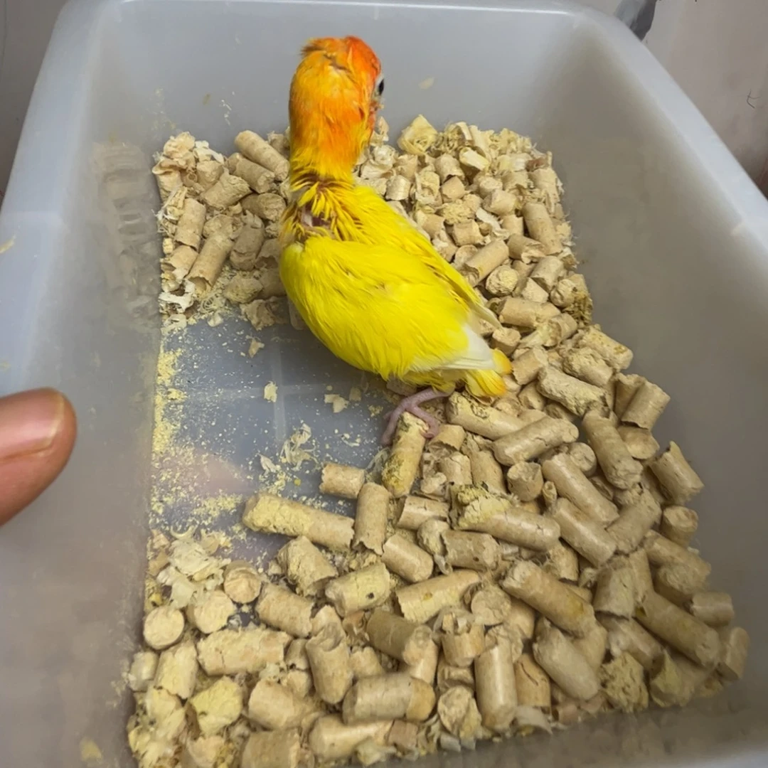 桃脸牡丹鹦鹉黄金丝牡丹鹦鹉