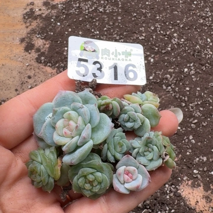 暖****多肉植物多头植物