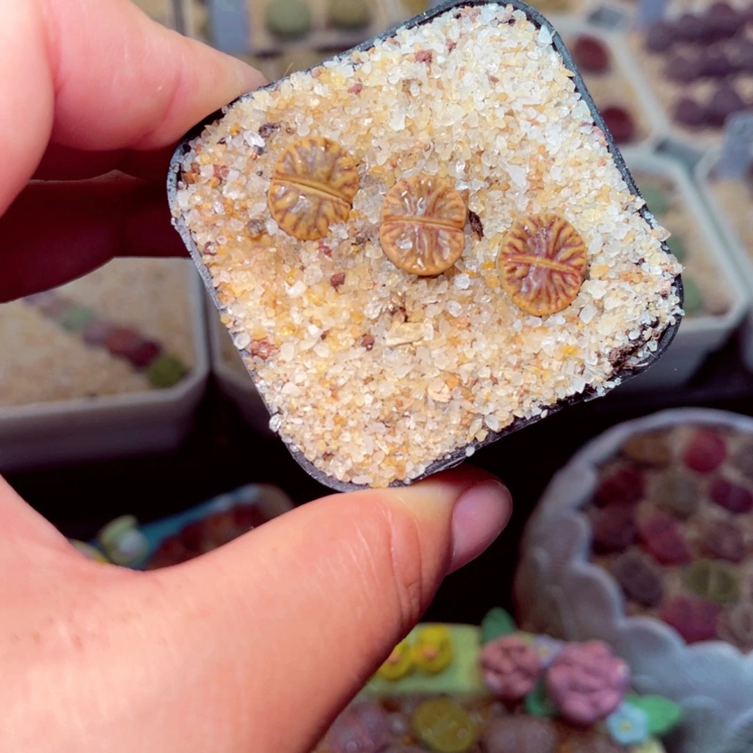 03号带盆包邮发货