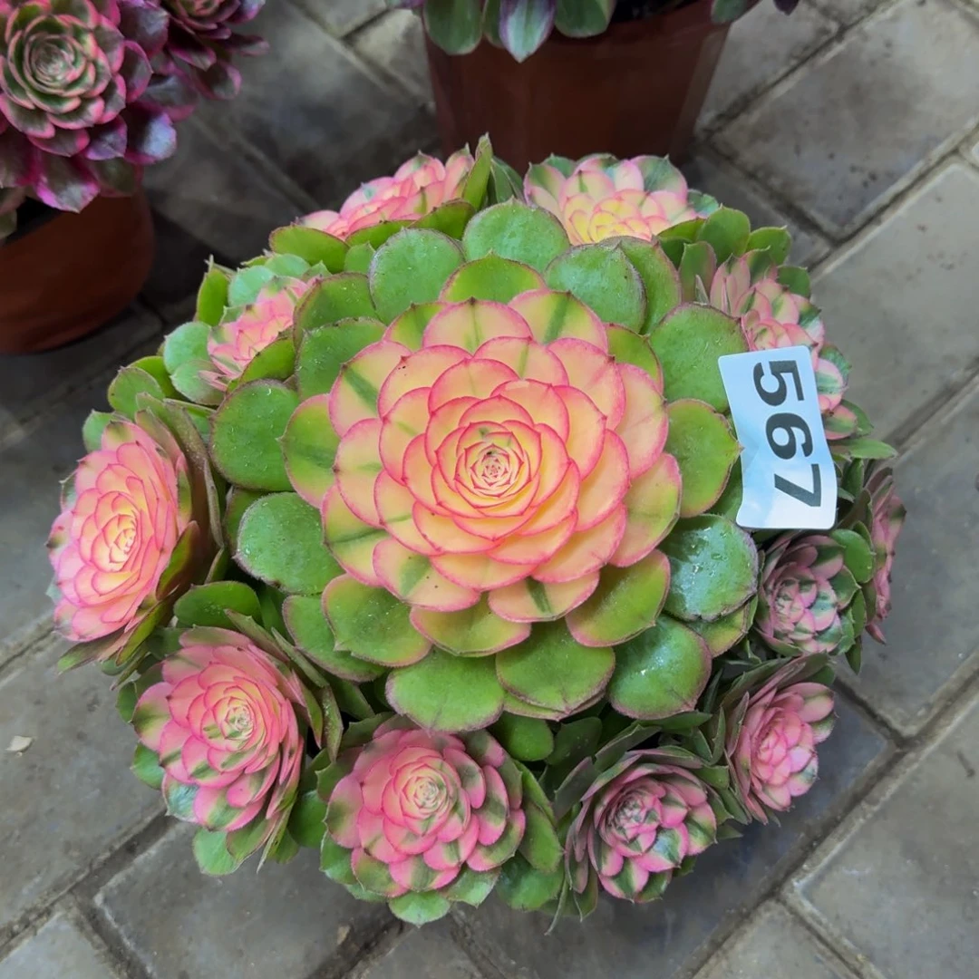 多肉植物567荔枝 法师