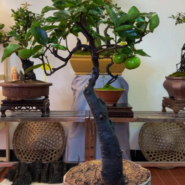 完全开放金弹子盆景一物一拍