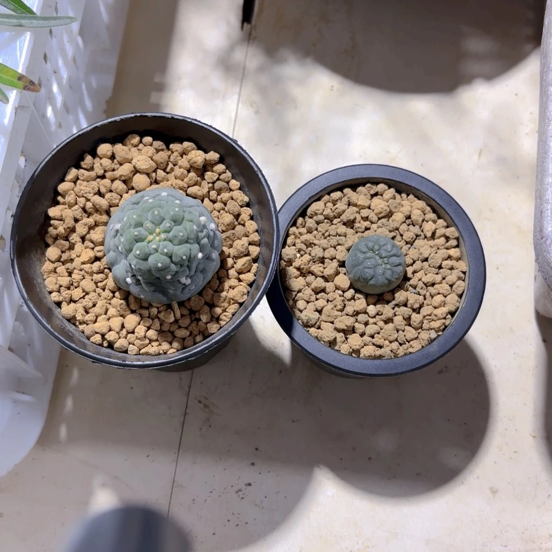 奇异加缀G g g g g