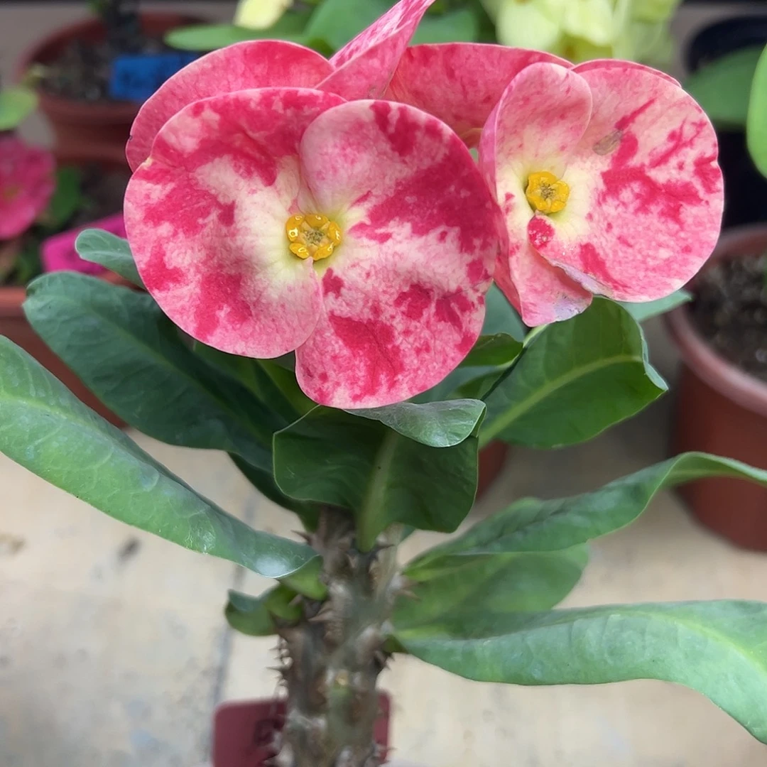 麻雀仙女泰国大花虎刺梅