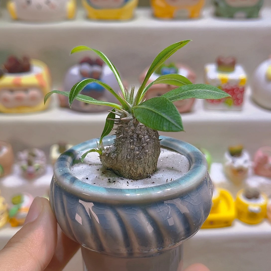 011慧比须笑带盆带土