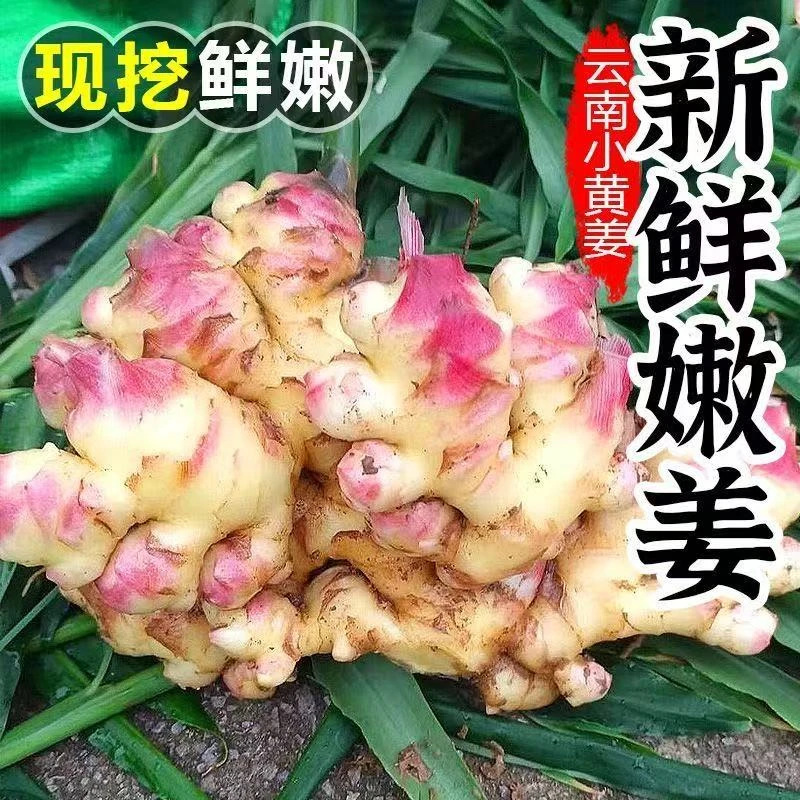 【正宗小黄姜嫩姜】2025年农家自种红芽姜子姜鲜姜农家嫩生姜腌制姜