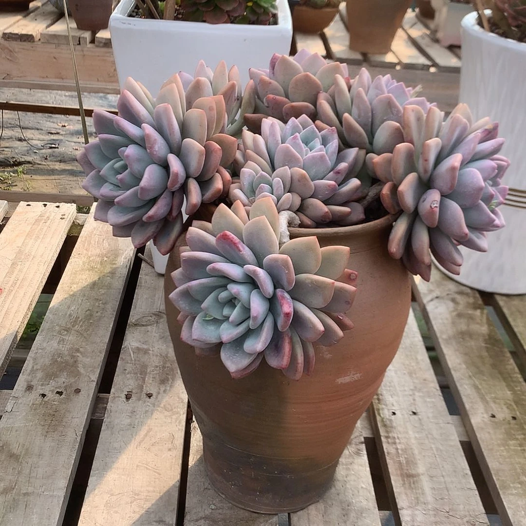 旋**子奥普多肉植物带盆