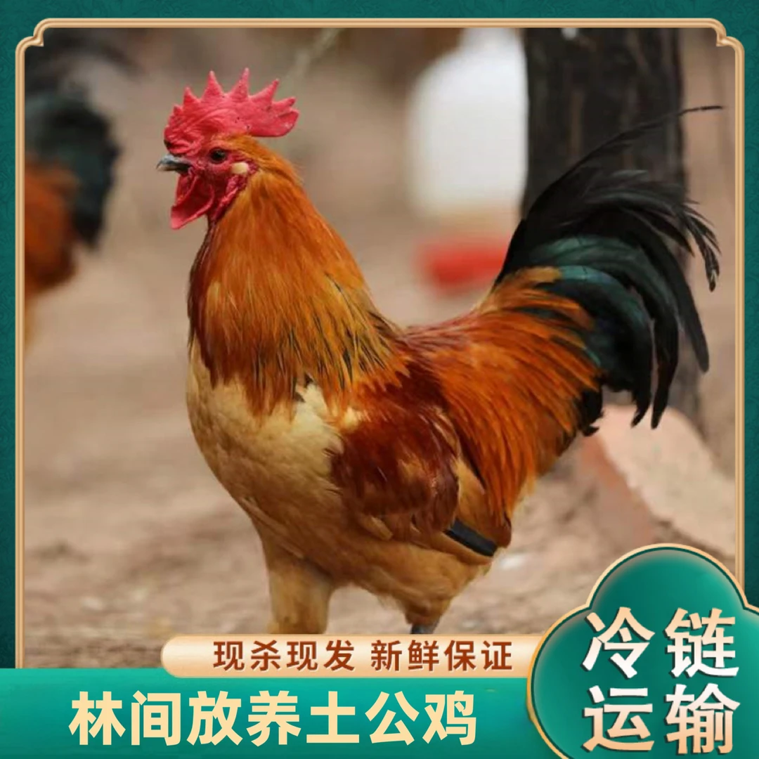 【兵哥】放养黄脚土公鸡肉质鲜嫩净膛 到手3只总净重9斤