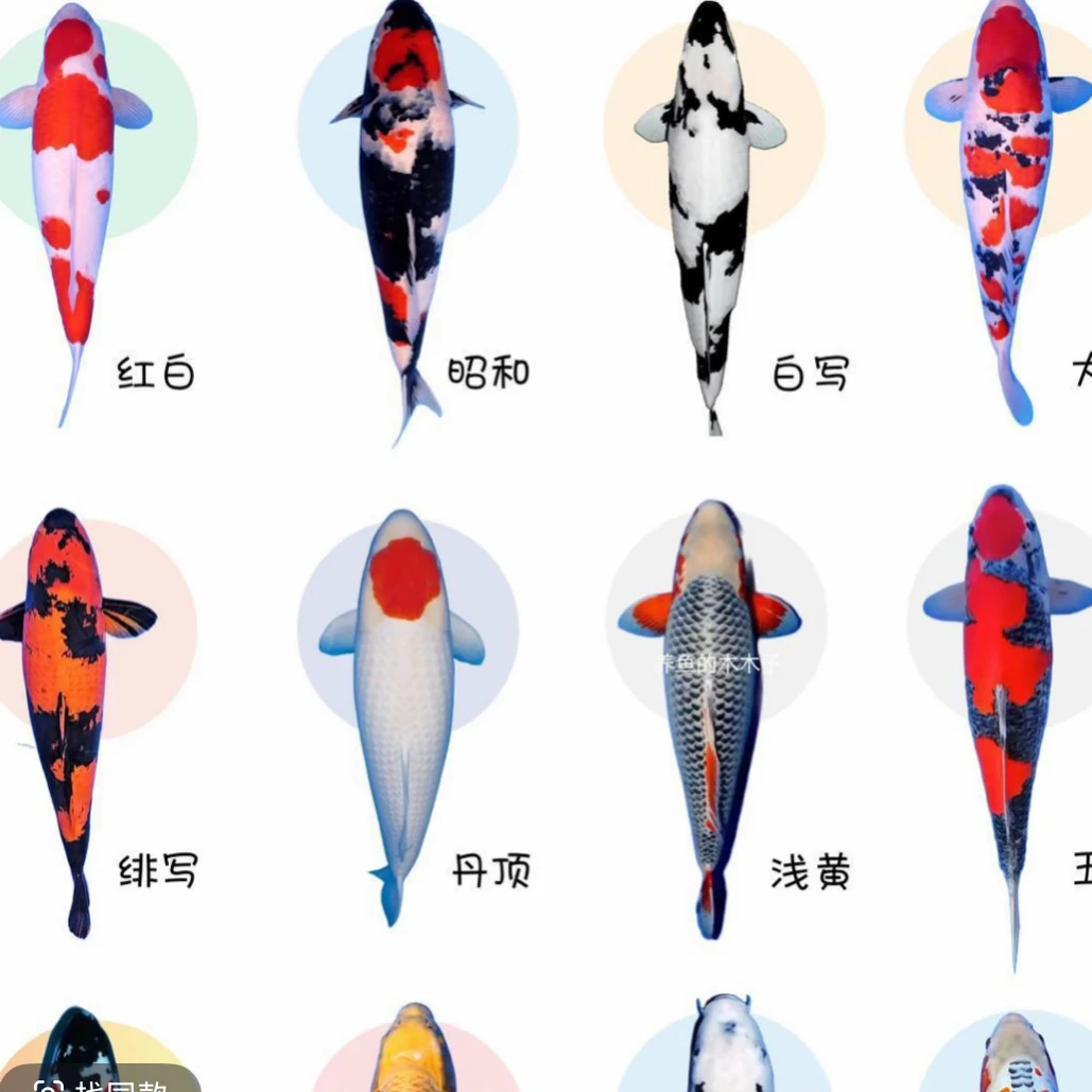 精品血统锦鲤7-9公分 17条温顺好养可混养 全国包邮包损 随机混搭