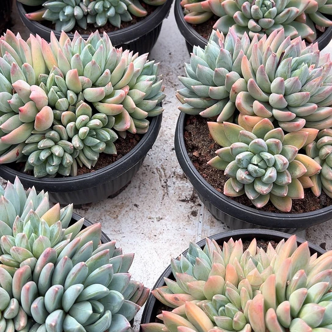 红蛋美人群生18厘米可挑