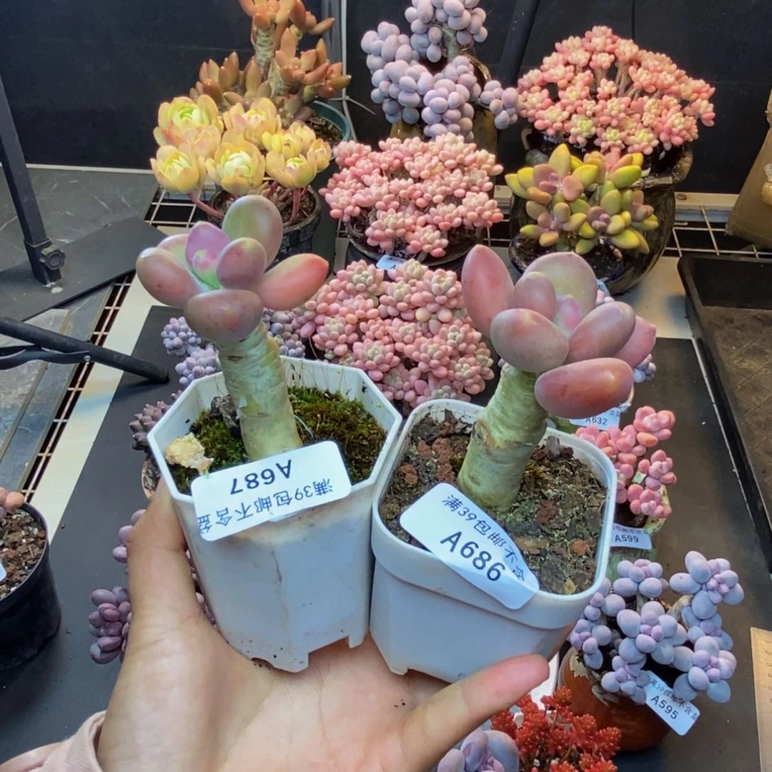 蕾*686。687芒果奶多肉两颗