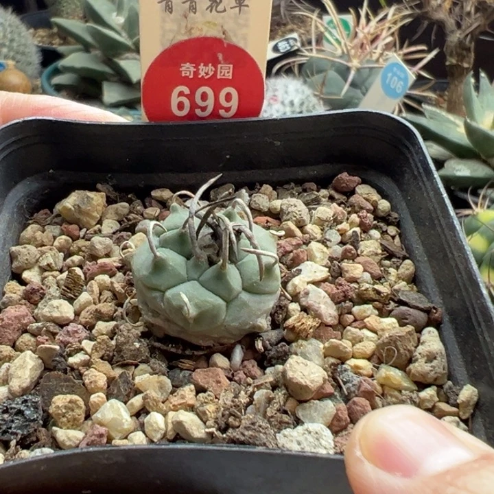 实生粗碳刺升云龙娇丽2.2cm