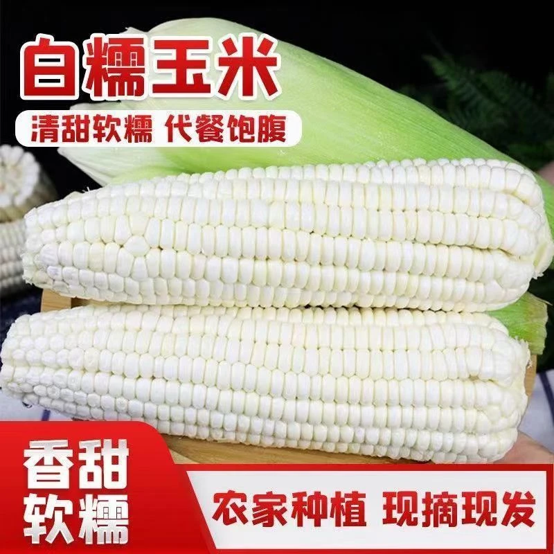 东北头茬白糯玉米新鲜现摘带皮软糯香甜水果多汁当季早餐顺丰包邮