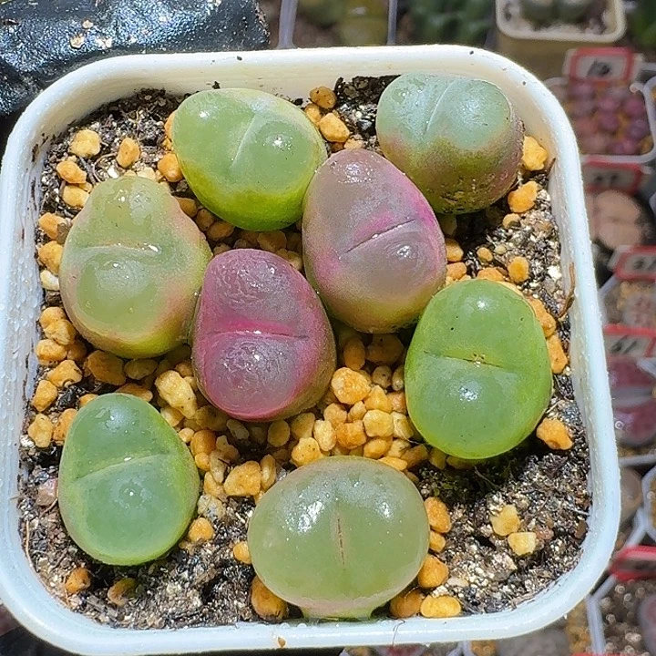生石花33:。在。 17号
