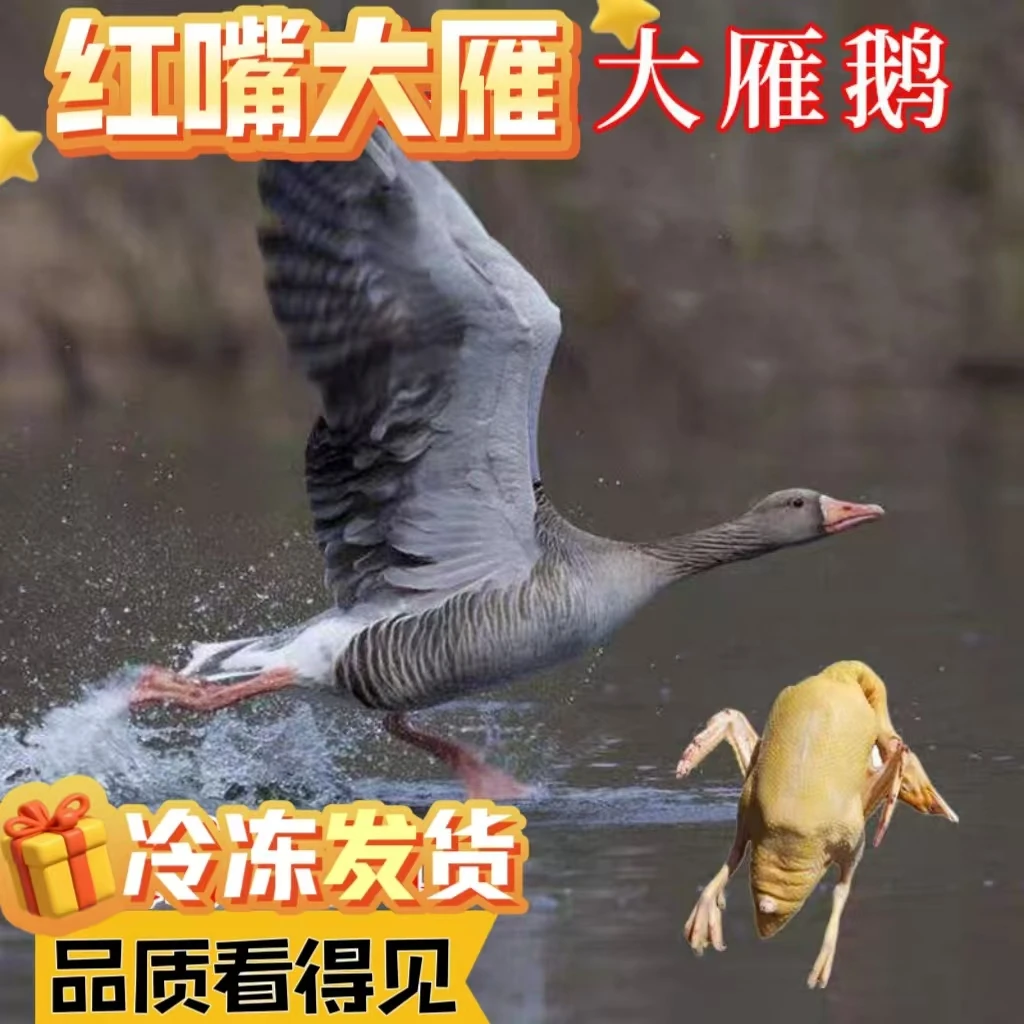 红嘴雁，草原散养黄皮黄油红嘴雁，肥肉少瘦肉多