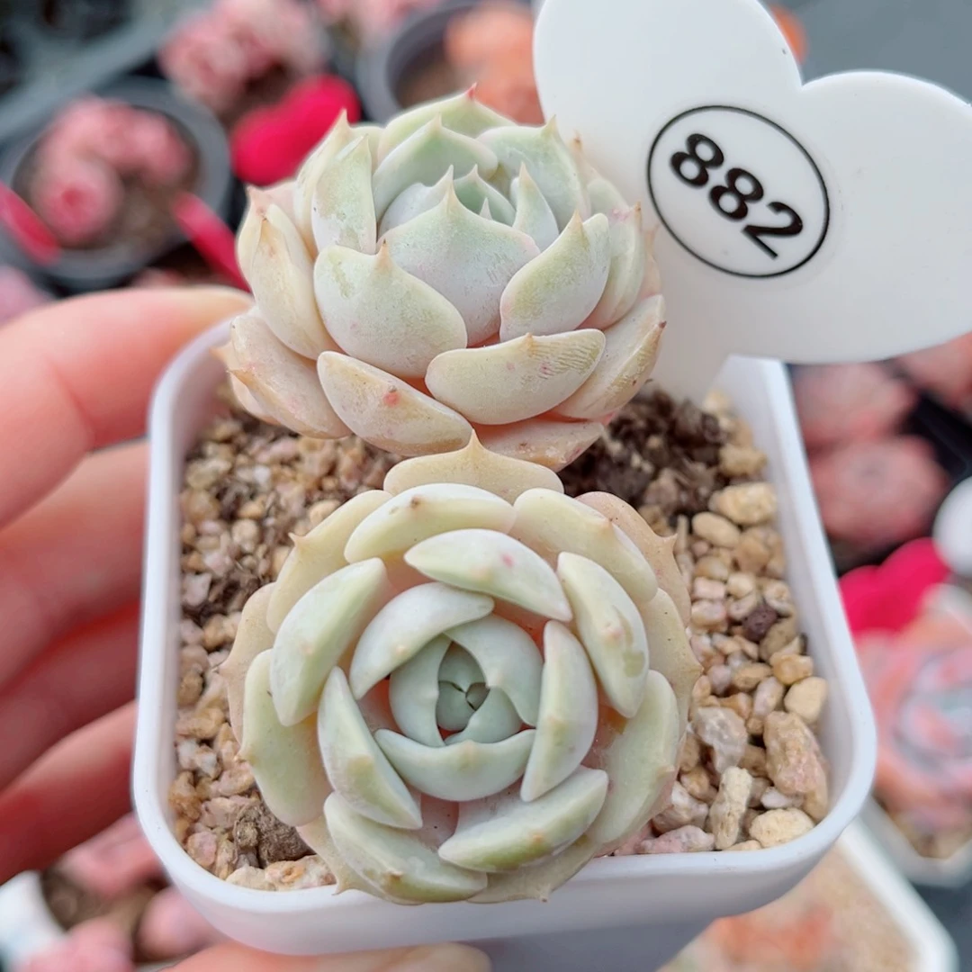 风靡园艺老桩露莲娜双头