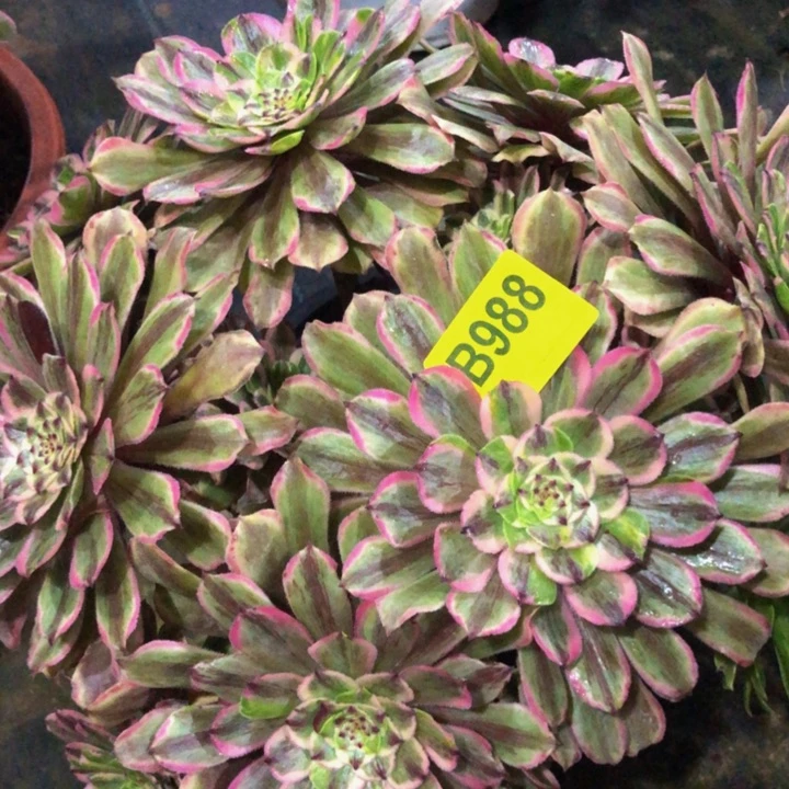 ?***?粉黛多肉988000000000