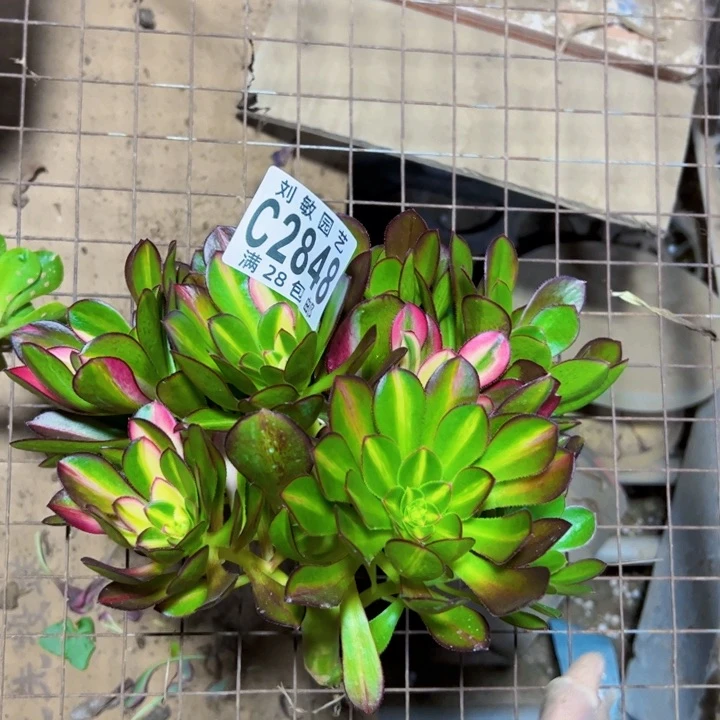 爱马仕无根多肉植物法师2848