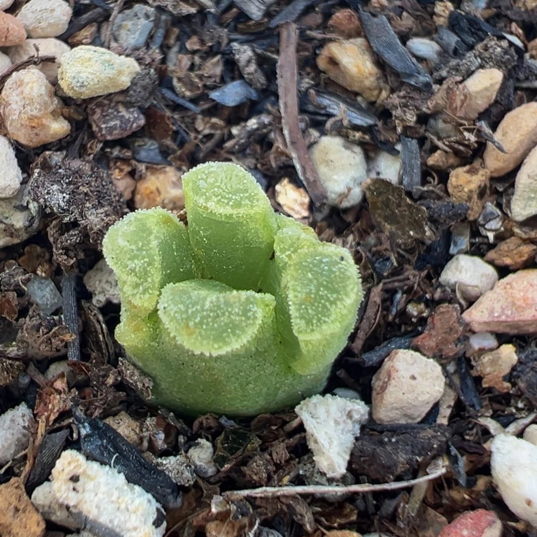 21多肉植物百科植物