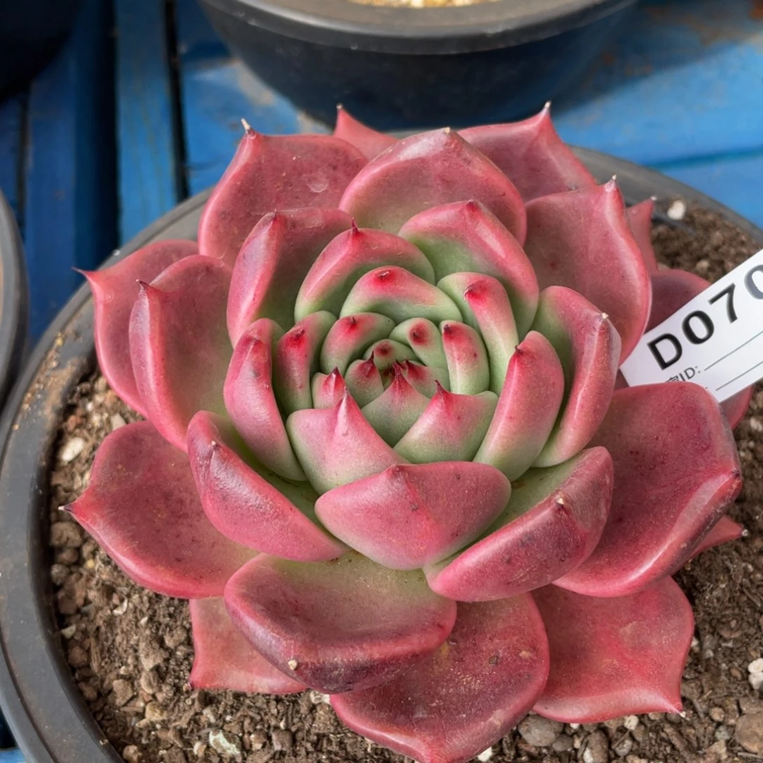 无花朵若如东云单拍D070