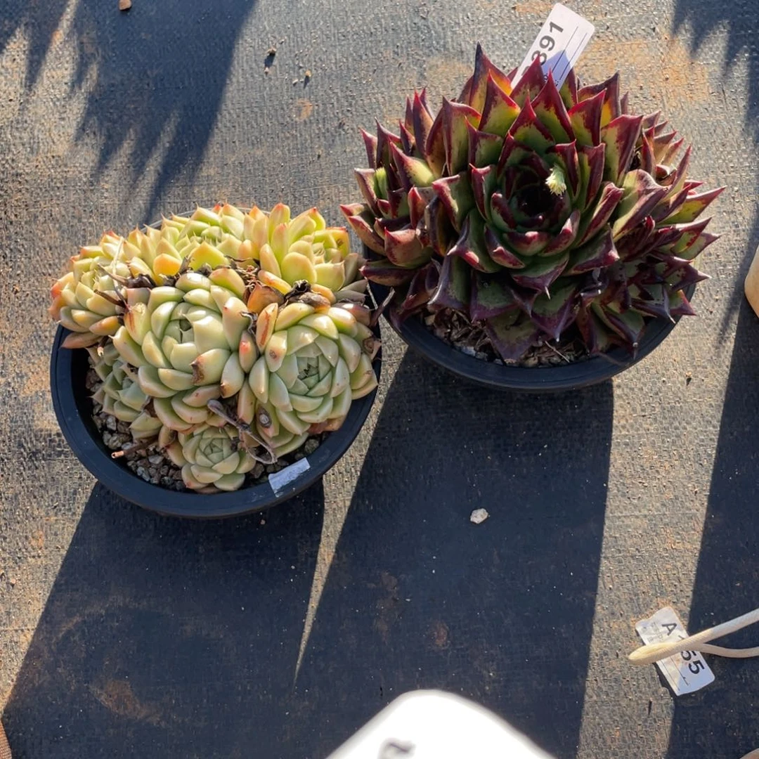 无花朵若如东云单拍B391