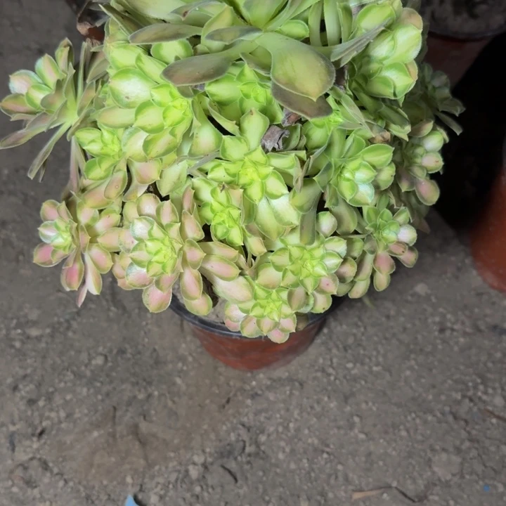 25357韶华多肉植物