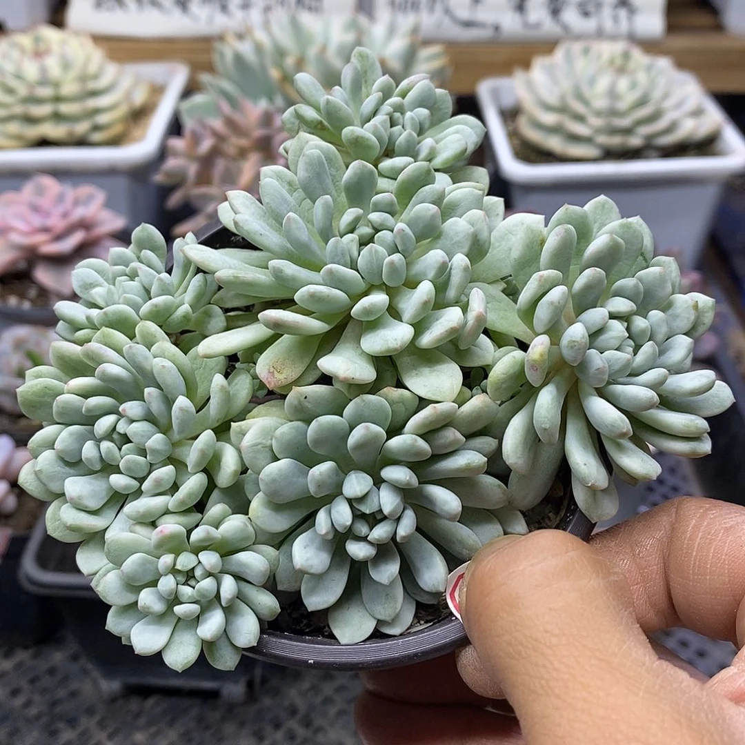 2681 小红蛋锦自然群