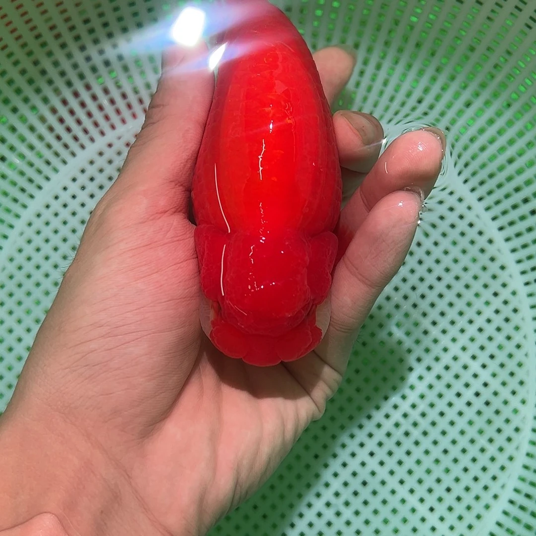 金鱼兰寿金鱼福利价格