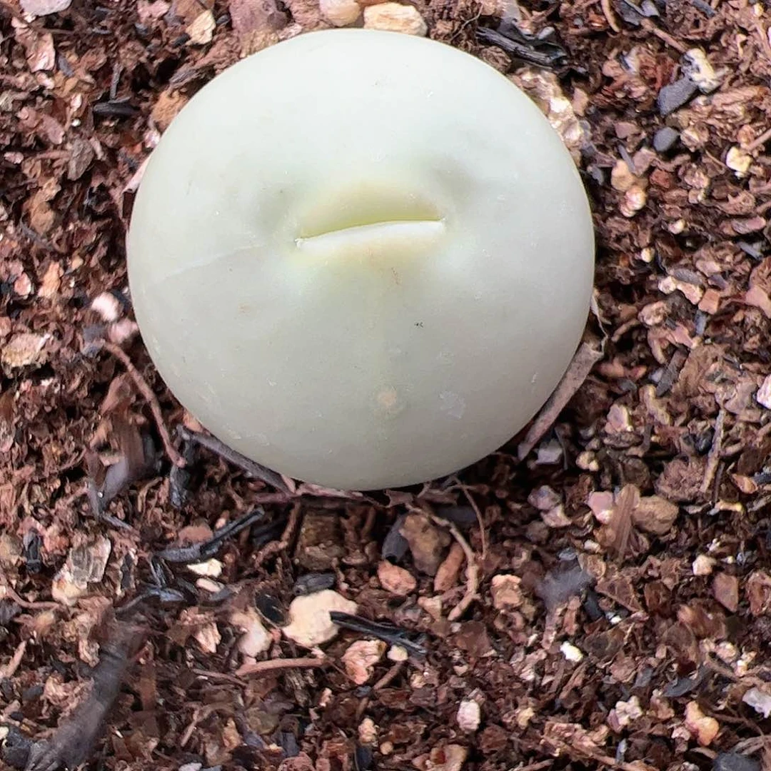 【闪购商品】260 小鸽子蛋嘟嘴