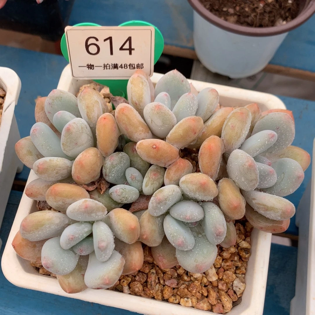 三明治美人老桩平头614