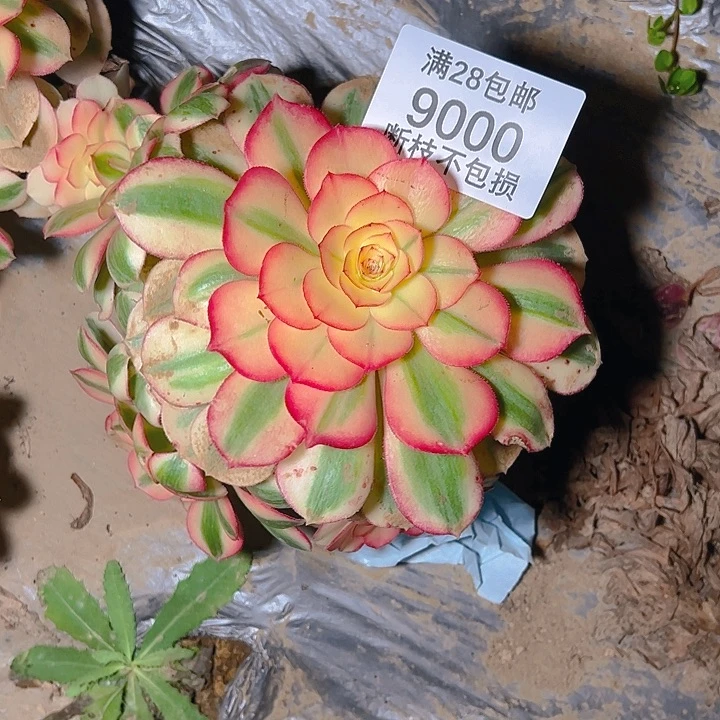 9000倾城多肉植物