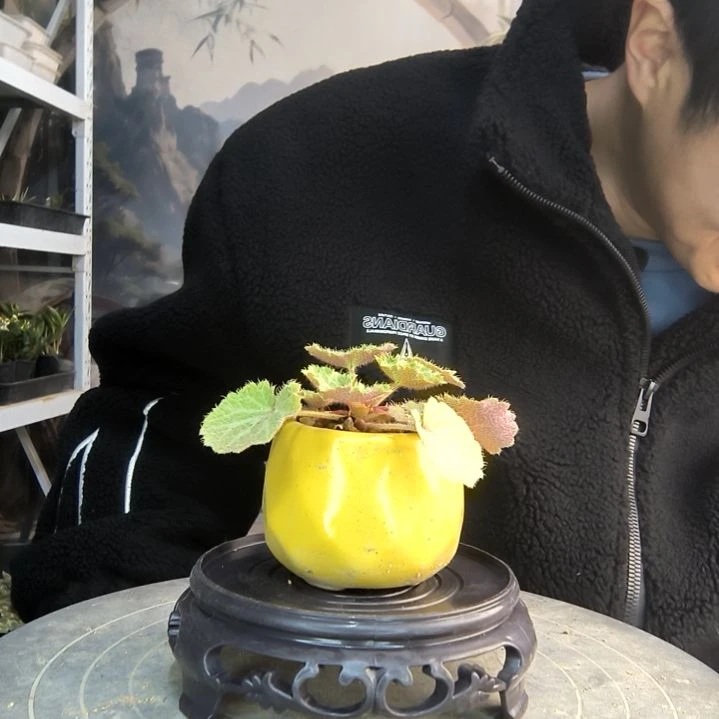 炸**儿小盆景小植物一物一拍174