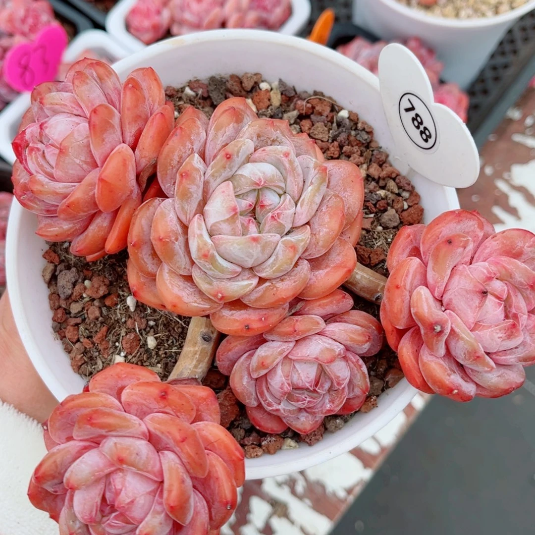 788号大老桩石榴籽星影群