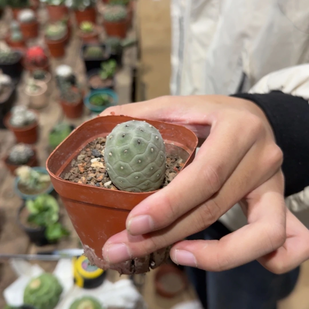 景树园艺 习自野仙人球带根