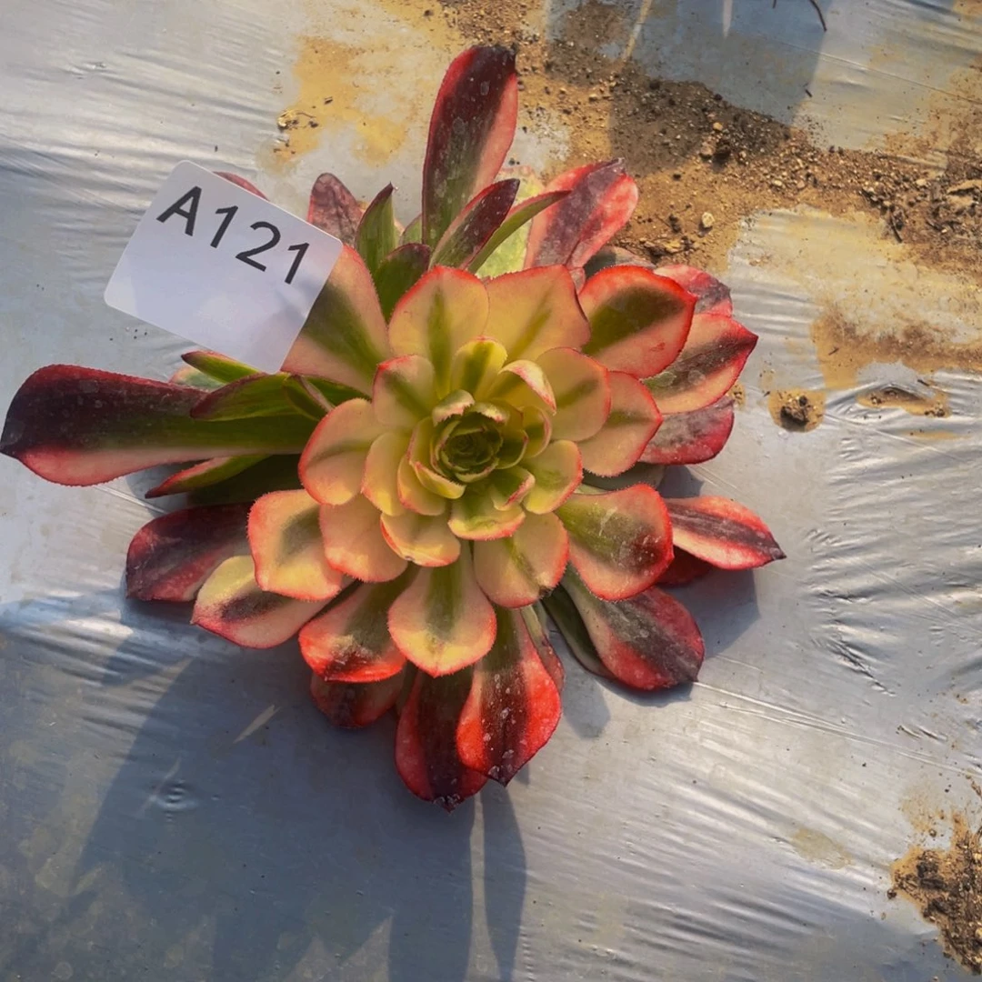 121克拉恋人多头植物