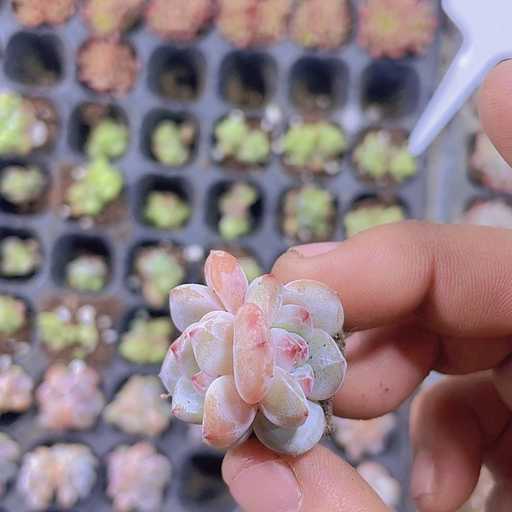 日系星影【满10颗包邮】