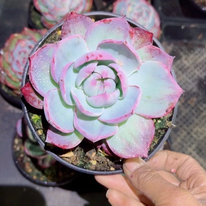 精品多肉植物老桩