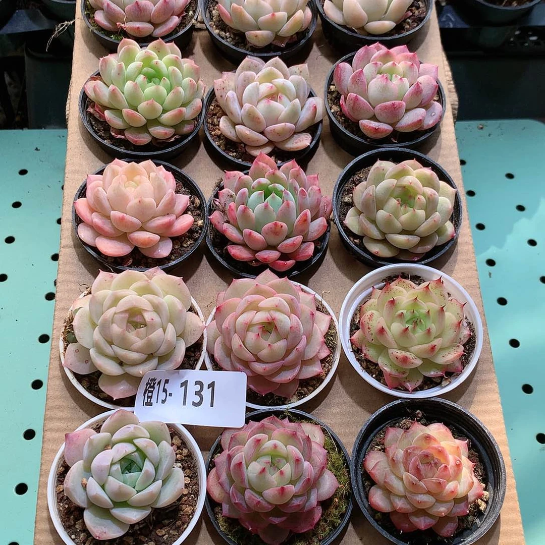 15-131一物一拍带盆18颗