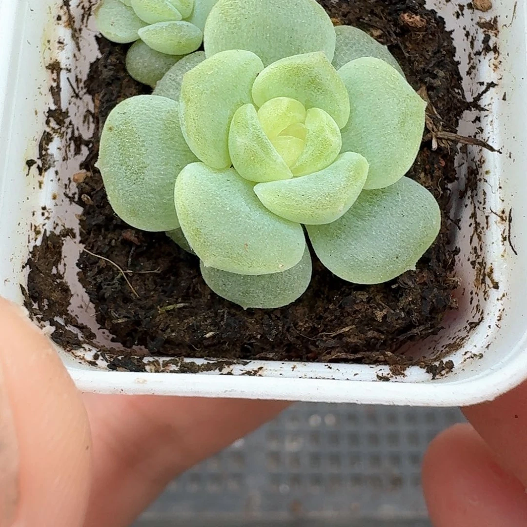 188号无尽灯多肉